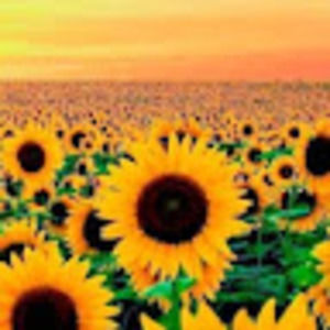 Meet your Posher, Evie